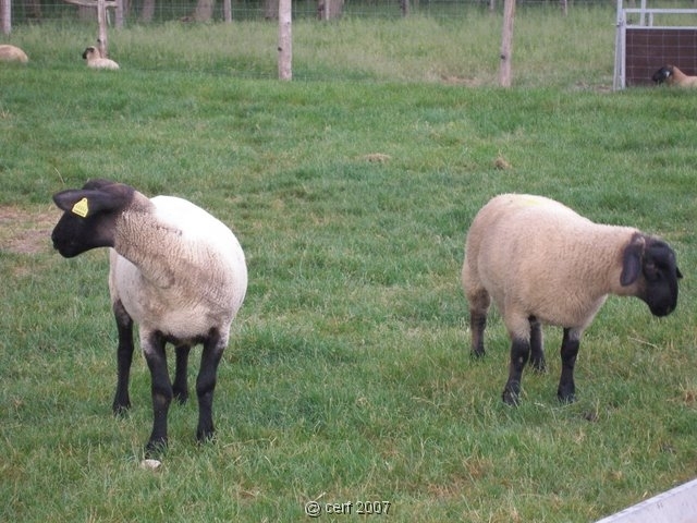 2007 05 Séjour en Brenne 020